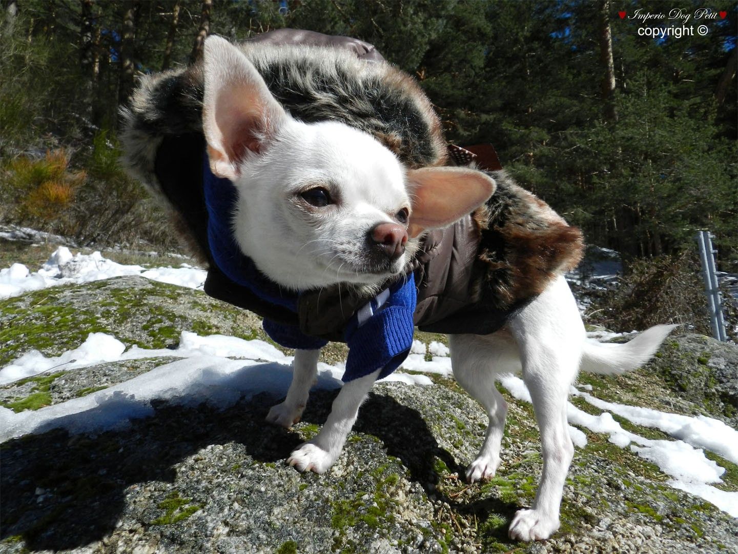 Imperio Dog Petit | ropa para perros de razas peque&ntilde;as | ImperioDogPetit